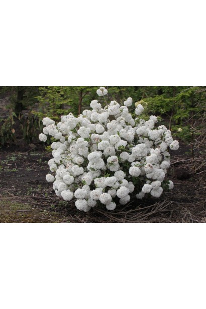 Калина Ескімо - мініатюрна копія калини Розеум