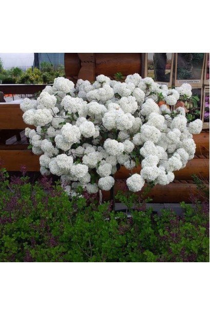 Калина Ескімо рясне цвітіння