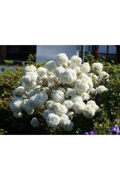 Декоративна калина 