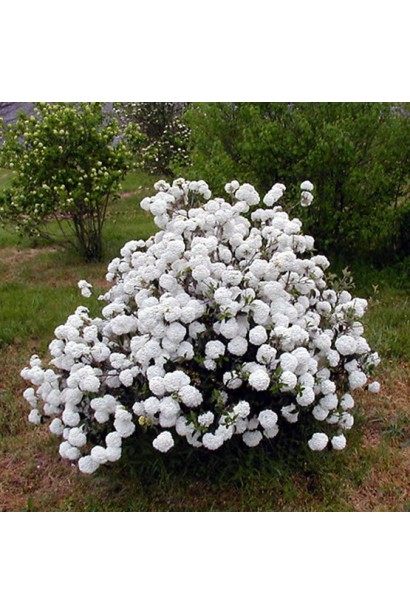 Кущ калини Ескімо облитий квітами