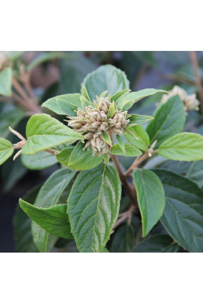 Калина Ескімо темно-зелене яйцевидне листя