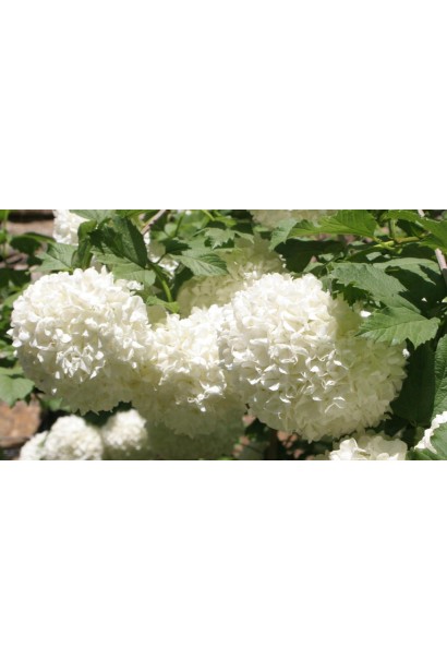 Калина червона Ескімо