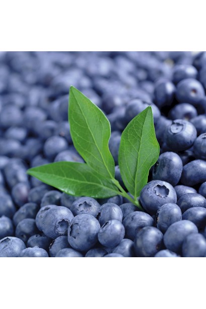 Ягоди лохини сорту Патріот