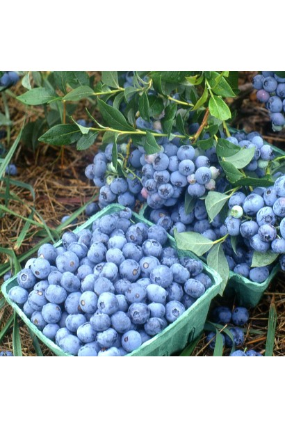 Лохина Патріот сині ягоди з нальотом