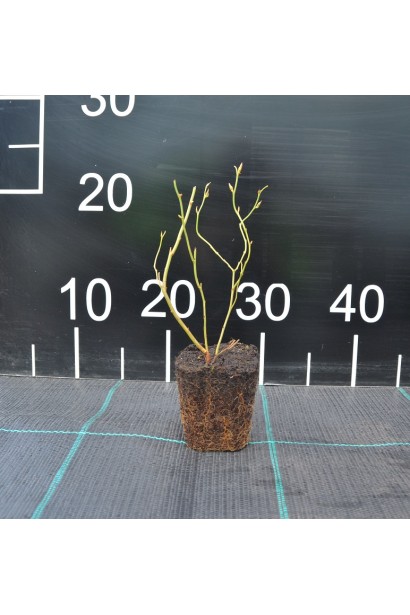 Лохина високоросла Патріот саджанець