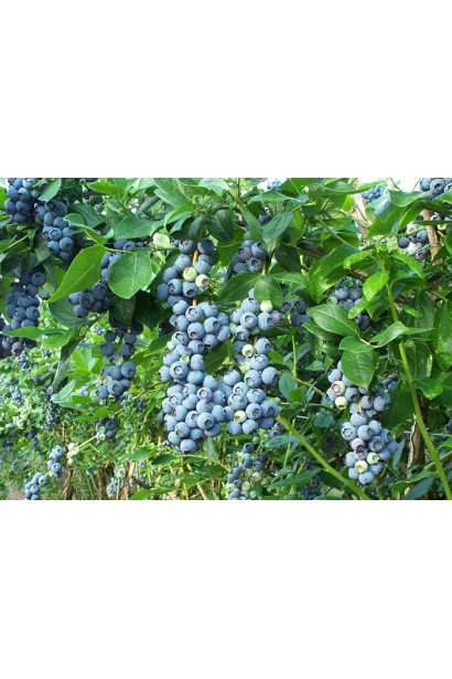 Vaccinium corymbosum Patriot