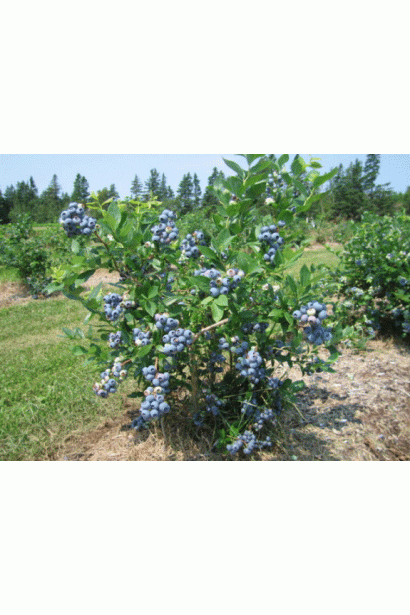 Лохина високоросла Патріот  плодовий кущ