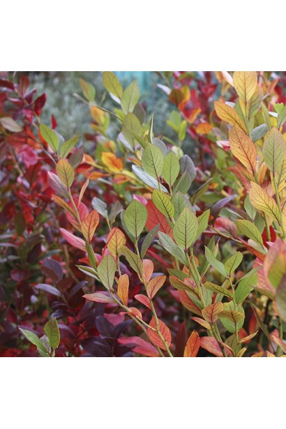  Патріот осіннє забарвлення листя