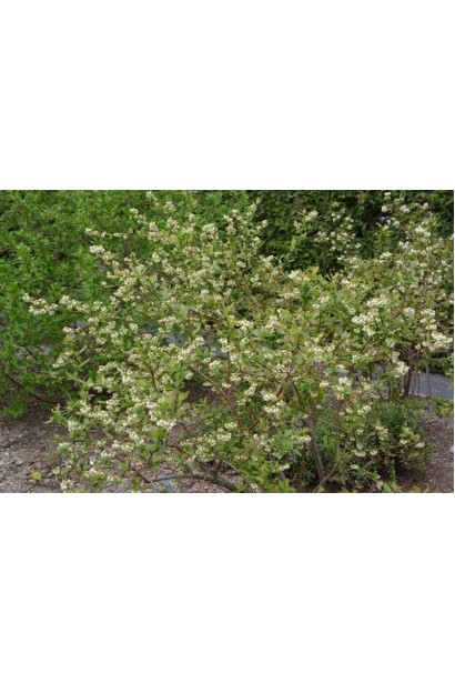 Лохина високоросла Патріот