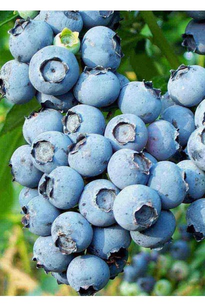 Лохина високоросла Патріот великі плоди