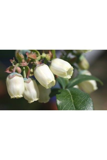 Лохина Патріот білі дзвіночки