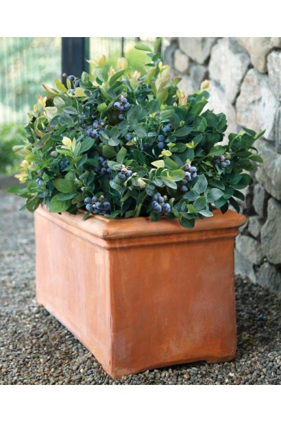 Лохина високоросла Патріот в ландшафті