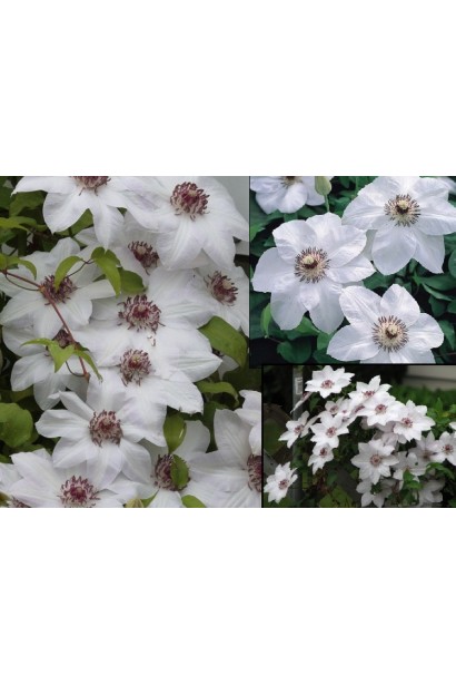 Ломонос Miss Bateman цветы