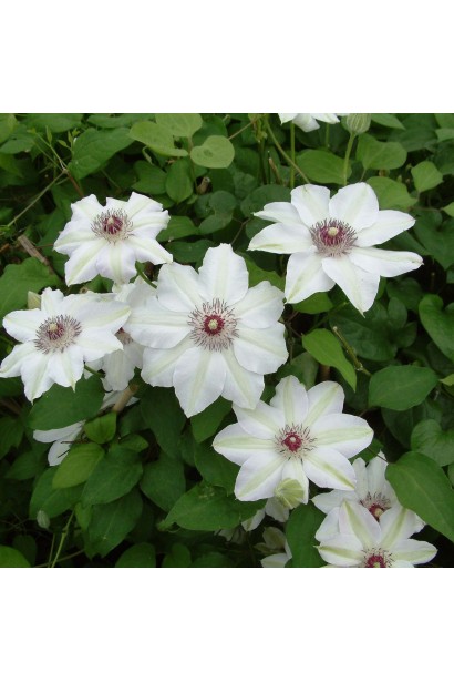 Клематис Miss Bateman большие белые цветы и зеленые противные листья