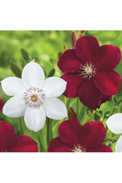 Сорт Мисс Бейтман на фоне бордового клематиса.