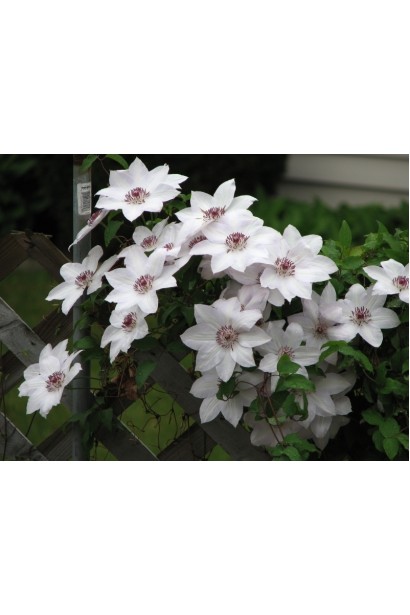 Clematis Miss Bateman