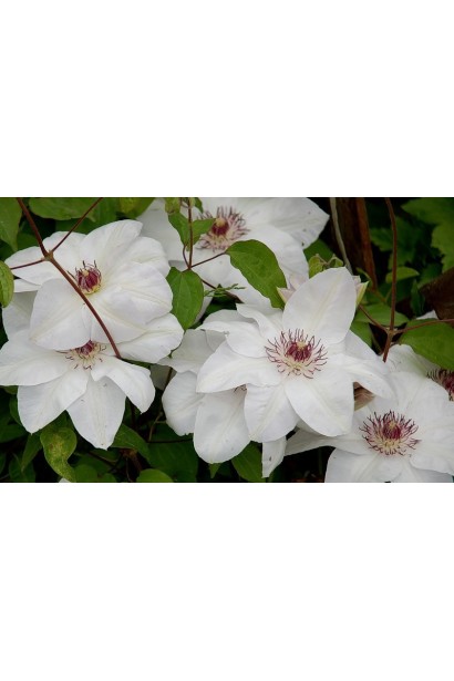 Ломонос / Клематис Мисс Бейтман