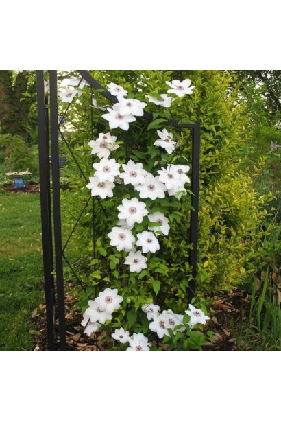 Клематис Мисс Бейтман вьющееся цветущее растение