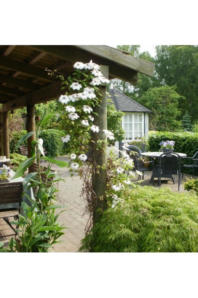 Повиток белый Мисс Бейтман