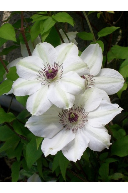 Клематис Мисс Бейтман белые цветы с бордовыми тычинками.