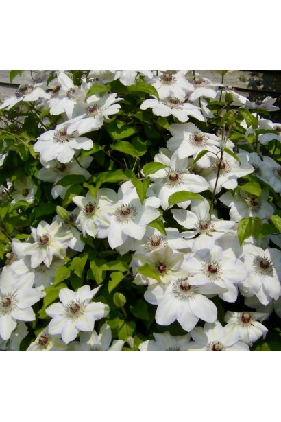 Ломонос Мисс Бейтман обильное цветение летом