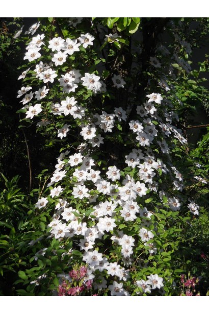 Клематис Мисс Бейтман вертикальное озеленение