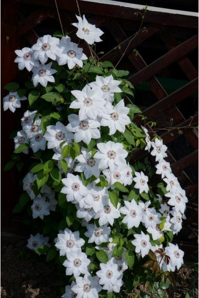 Ломонос белый Мисс Бейтман