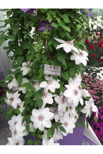 Ломоносс Мисс Бейтман цветущая лиана