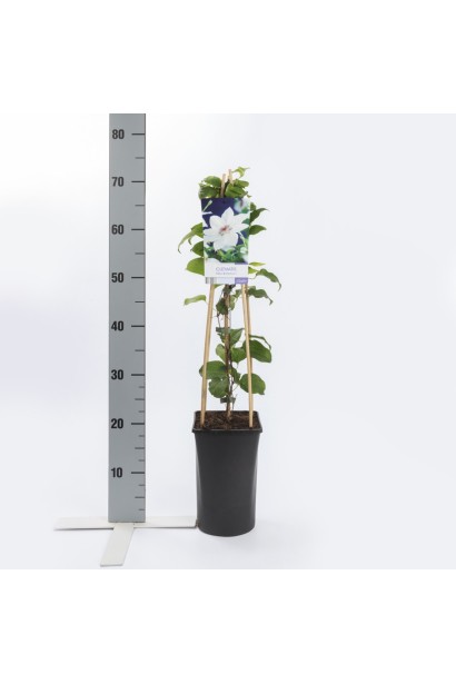 Клематис Мисс Бейтман саженец Р9/0,5 л