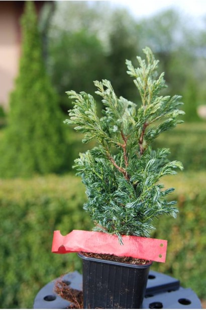 Кипарисовик Болевард