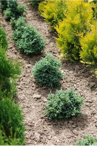 Кипарисовик горохоплідний Бульвар саджанці в полі