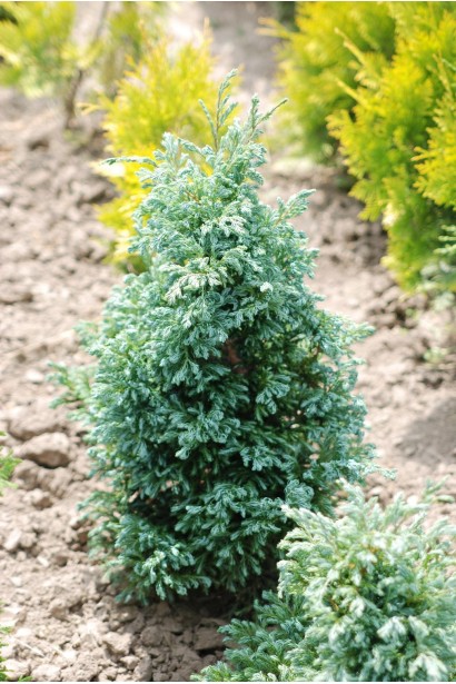 Кипарисовик Булевард конусовидної форми