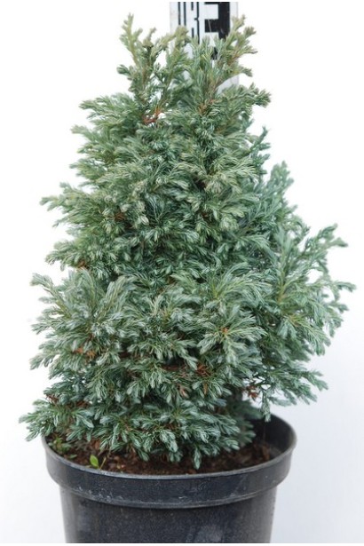 Кипарисовик Бульвар сріблясто-блакитна м’яка хвоя