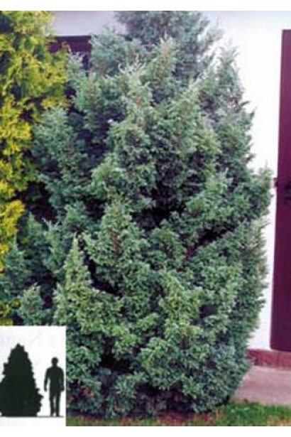 Кипарисовик горохоплідний Boulevard