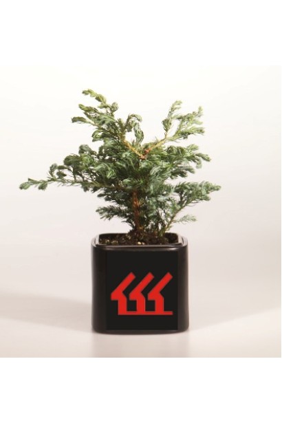 Кипарисовик Болевард контейнер 0,5 л