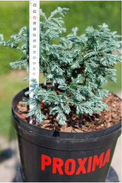 Кипарисовик Бульвар горщик 3 л 15-20 см