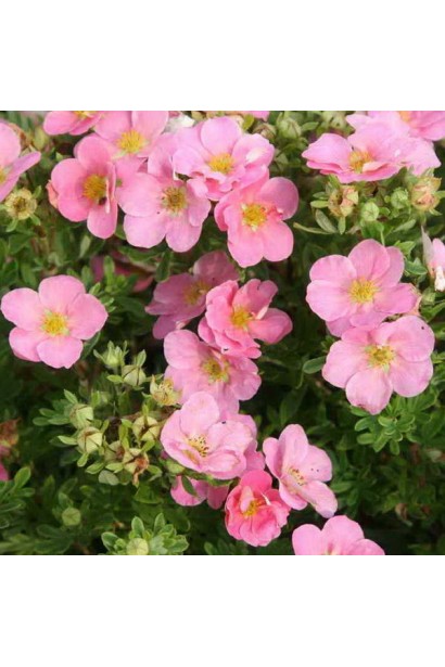 Перстач рожевий Пінк Парадайз рясне цвітіння