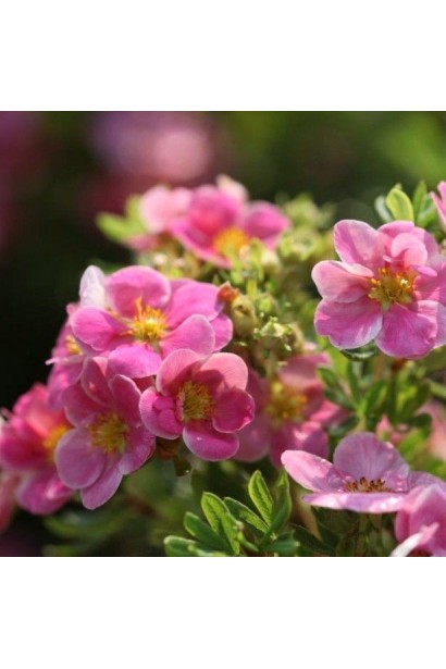 Перстач кущовий Пінк Парадайз рожеві квіти з жовтою серединкою