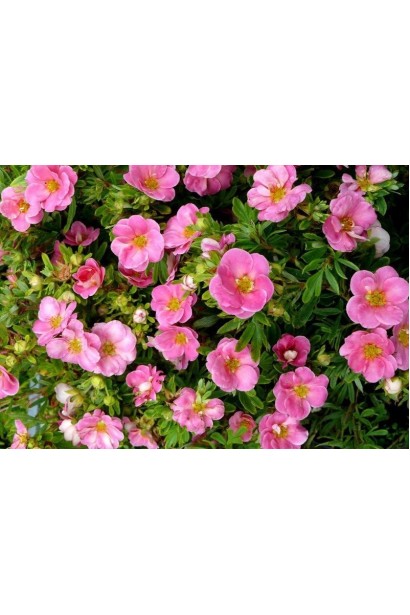 Перстач рожевий Пінк Парадайз квіти