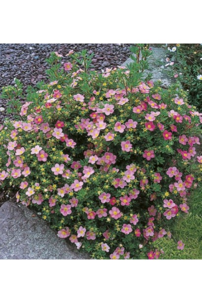 Potentilla fruticosa Pink Paradise