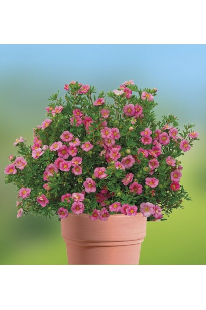 Перстач кущовий Пінк Парадайз в контейнері