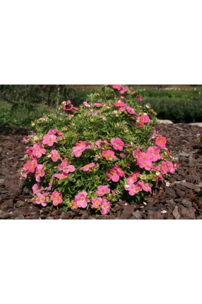 Лапчатка кущова Пінк Парадайз компактний кущ округлої форми