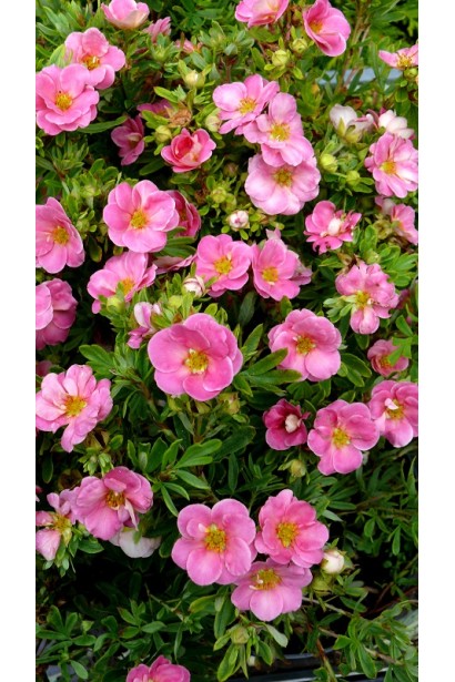 Перстач чагарниковий / Лапчатка кущова Пінк Парадайз