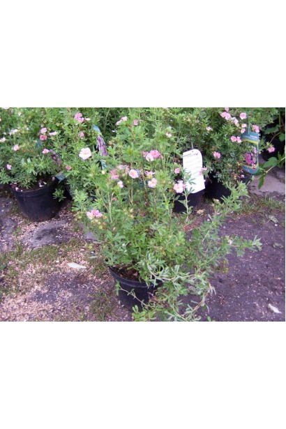 Перстач рожевий Пінк Парадайз саджанці в садовому центрі