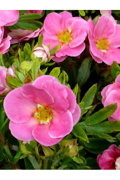 Перстач Pink Paradise 