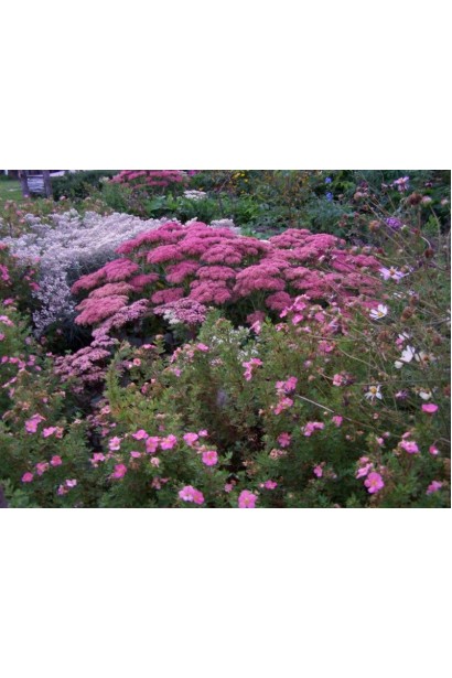 Лапчатка кущова Пінк Парадайз в ландшафті