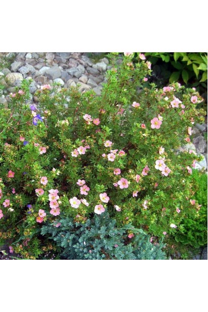 П’ятилисник кущовий Пінк Парадайз