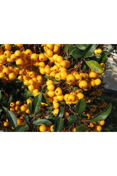 Піраканта шарлахова Солейл Дор