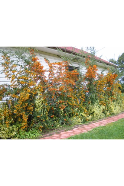 Піраканта шарлахова Солейл Дор