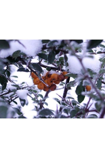 Ягоди піраканти Солейл Дор приваблюють птахів і додають кольору навіть в холодну пору року.